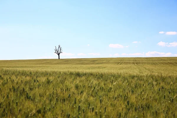 Pole Pszenicy Samotnym Drzewem Wzgórza Umbria — Zdjęcie stockowe