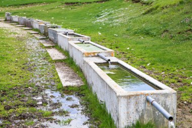 Su kabı, inek içmek için.