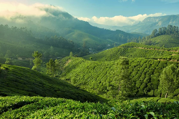 Munnar 'daki çay çiftliği, Kerala, Hindistan