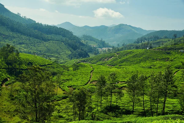 Plantacja herbaty w Munnar, Kerala, Indie — Zdjęcie stockowe