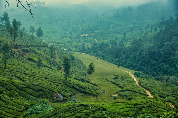 Plantacja herbaty w Munnar, Kerala, Indie — Zdjęcie stockowe