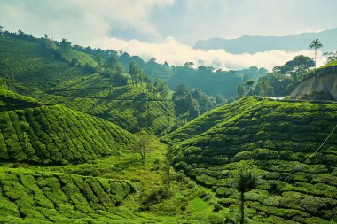 Munnar 'daki çay çiftliği, Kerala, Hindistan