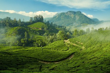 Tea plantation in Munnar, Kerala, India clipart