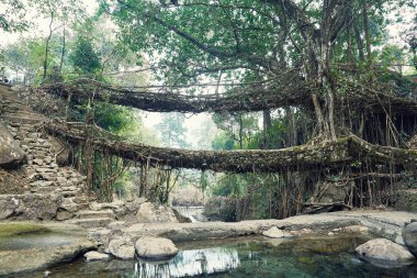 Cherrapunjee, Meghalaya, Hindistan 'da Yaşayan Kök Köprüsü