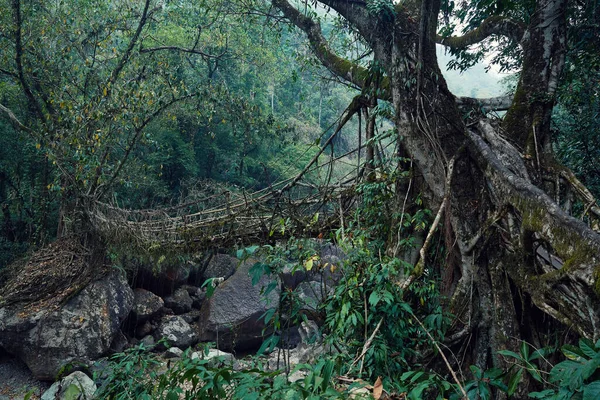 Cherrapunjee, Meghalaya, Hindistan 'da Yaşayan Kök Köprüsü