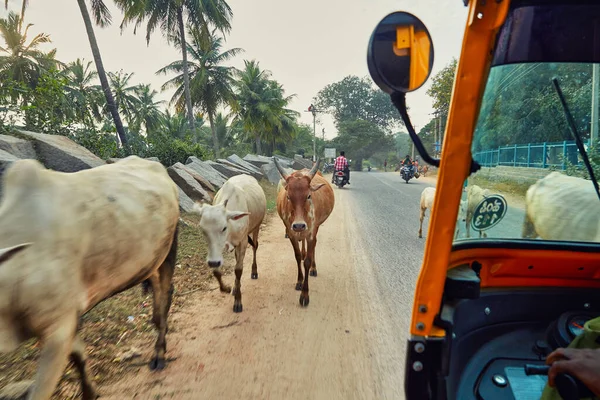 在印度路上行走的奶牛 — 图库照片