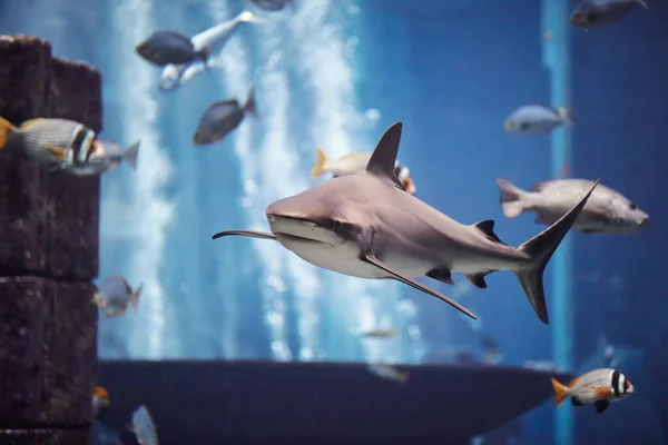 Köpekbalığı büyük akvaryumda yüzüyor.
