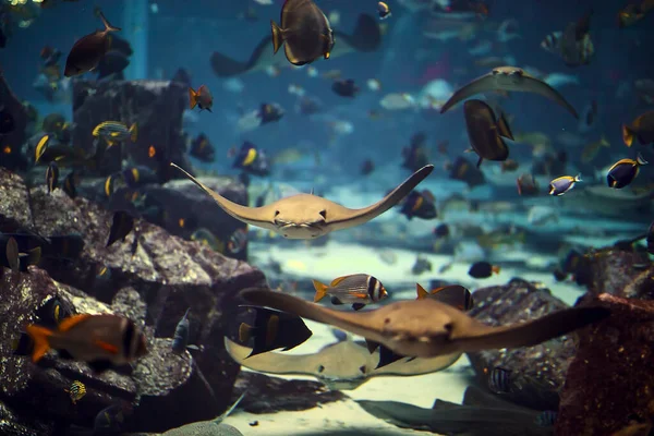 Akvaryumda yüzen bir grup vatoz.