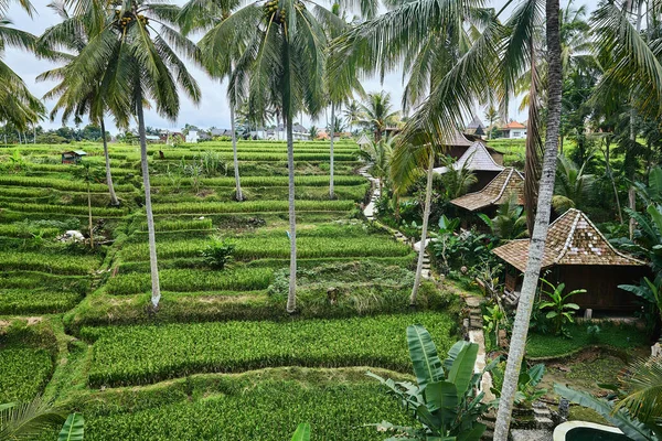 Belo hotel com casas perto de terraço de arroz — Fotografia de Stock