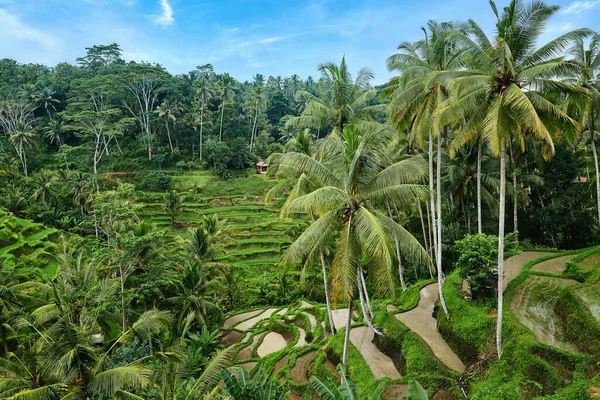 Terraço de arroz em Tegalalang em Bali — Fotografia de Stock