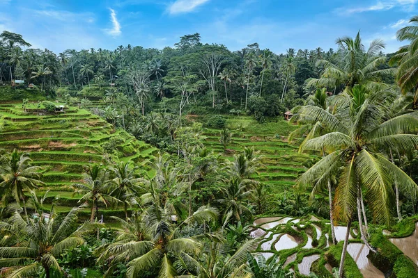 Terraço de arroz em Tegalalang em Bali — Fotografia de Stock