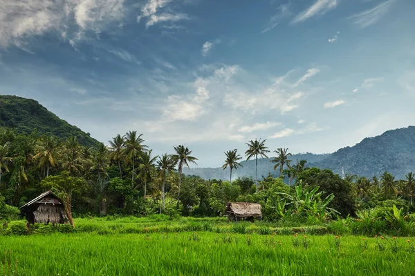 Landskap med risterrass i Bali, Indonesien — Stockfoto