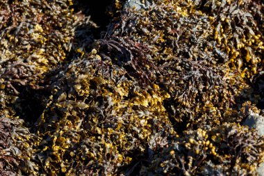 Doku görüntüsü olarak yeşil ve sarı yosunları kapat.