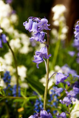 BlueBell 'in İngiltere' de güzel bir bahar sabahı çekilmiş yakın çekimi..
