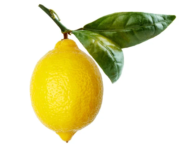Sapı ve yaprağı olan tek sarı limon, beyaz bir arkaplanda çekiliyor..