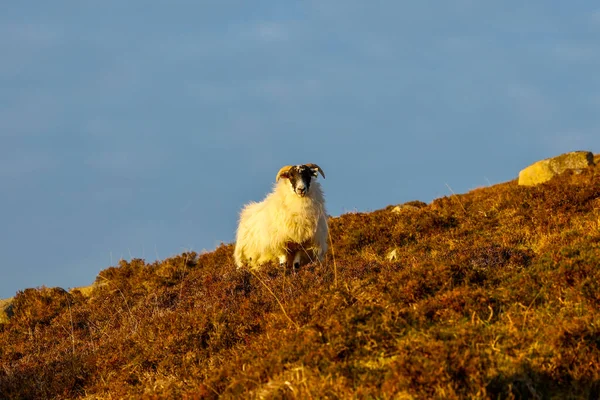 Вечірнє Сонце Самотній Рогатій Вівці Стоїть Полі Вітру Боці Пагорба — стокове фото