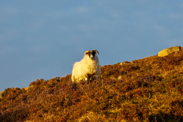 Evening sunshine on a lone horned sheep, standing in a field of heather on the side of a hill, looking straight at the viewer, with a blue sky background