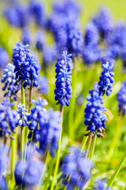 Bright blue grape-hyacinth flowers, in a green field on a sunny day, portrait view, with a shallow depth of field clipart