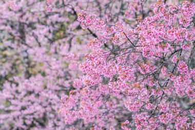 Çiçek açan güzel pembe kiraz çiçeklerinin bulanık arkaplanı kış aylarında turizmi desteklemek için ekilen kiraz çiçekleridir ve her yıl pembe çiçekler birlikte açar..