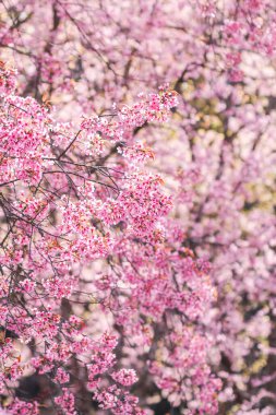 Çiçek açan güzel pembe kiraz çiçeklerinin bulanık arkaplanı kış aylarında turizmi desteklemek için ekilen kiraz çiçekleridir ve her yıl pembe çiçekler birlikte açar..