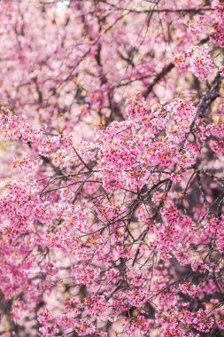 Çiçek açan güzel pembe kiraz çiçeklerinin bulanık arkaplanı kış aylarında turizmi desteklemek için ekilen kiraz çiçekleridir ve her yıl pembe çiçekler birlikte açar..