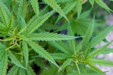 Marihuana, psikotropik bir ilaç ve tedavi için kullanılan bir maddedir.,