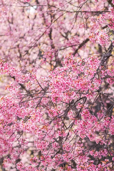 이피는 아름다운 분홍빛 벚꽃의 배경에는 있는데 벚꽃은 겨울철에 관광을 장려하기 — 스톡 사진