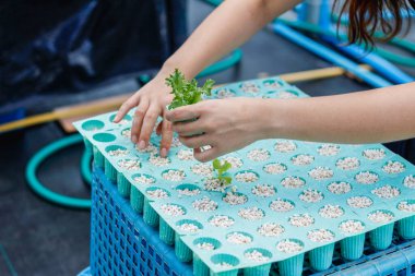 Organik sebzelerle yetiştirilen ve organik sebzelerin kalitesini kontrol eden organik sebzelerin iyi yetişmesi ve hidroponik sistemlerle yetiştirilmesi sağlığa yararlı olan organik sebzelerle sonuçlanır.