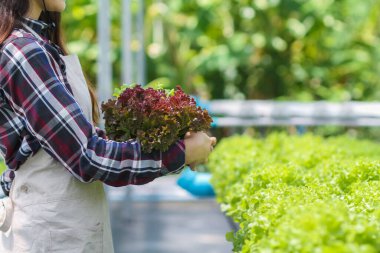 Genç kadınlar sağlıklı sebzeler yetiştirmek için hidroponikten organik sebze topluyor. Hidrofonik sistemle büyümek, piyasanın ihtiyacı olan organik sebzelerle sonuçlanır..