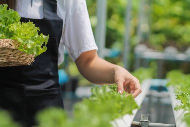 Organik sebzelerle yetiştirilen ve organik sebzelerin kalitesini kontrol eden organik sebzelerin iyi yetişmesi ve hidroponik sistemlerle yetiştirilmesi sağlığa yararlı olan organik sebzelerle sonuçlanır.