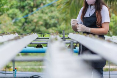 Organik sebzelerle yetiştirilen ve organik sebzelerin kalitesini kontrol eden organik sebzelerin iyi yetişmesi ve hidroponik sistemlerle yetiştirilmesi sağlığa yararlı olan organik sebzelerle sonuçlanır.