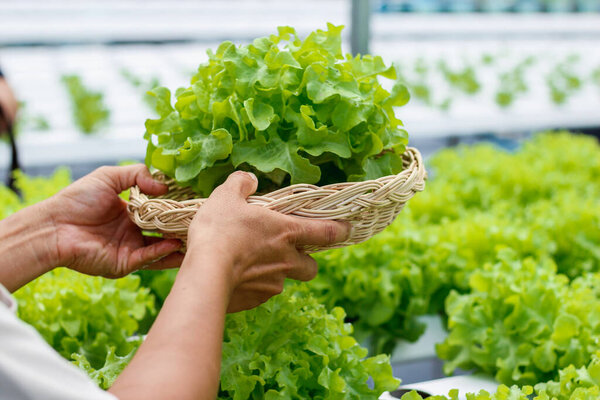 Молодые женщины собирают органические овощи из гидропоники, чтобы выращивать здоровые овощи. Рост с гидропонной системой, в результате чего органические овощи, которые необходимы рынку
.