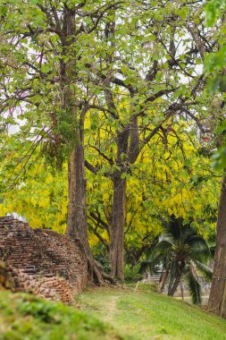 Sarı Cassia fistül çiçeklerinin güzel manzarası Chiang Mai antik şehir duvarları boyunca güzel bir şekilde çiçek açıyor ve Cassia fistül çiçekleri Songkran festivali sırasında sık sık çiçek açıyor..