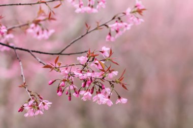 Yumuşak odak noktası, güzel kiraz çiçeği Tayland 'da erik çiçeği, Chiang Mai' nin yüksek dağlarında Sakura 'nın parlak pembe çiçekleri. Çiçek açan kiraz çiçeklerinin güzel manzarası.