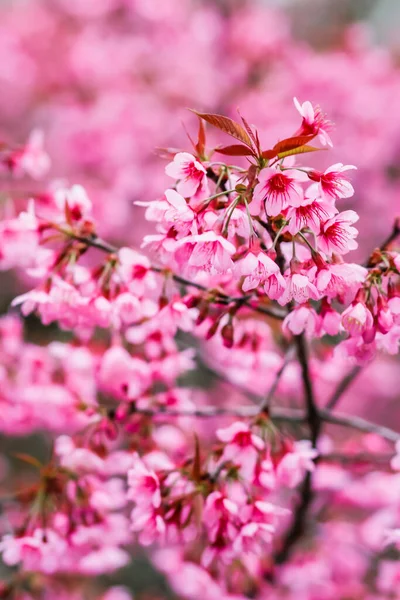 Wybierz Miękkie Skupienie Piękny Kwiat Wiśni Prunus Cerasoides Tajlandii Jasne — Zdjęcie stockowe