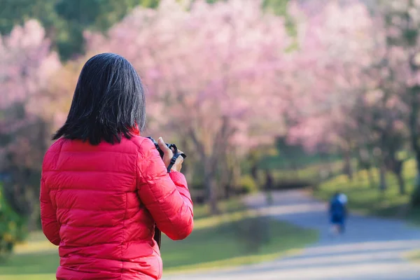 Середньолітня Азіатка Подорожує Щоб Побачити Вид Рожевого Вишневого Квітка Цвіте — стокове фото
