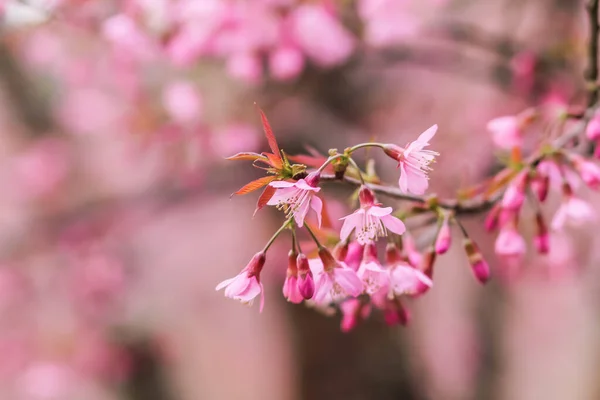 Wybierz Miękkie Skupienie Piękny Kwiat Wiśni Prunus Cerasoides Tajlandii Jasne — Zdjęcie stockowe