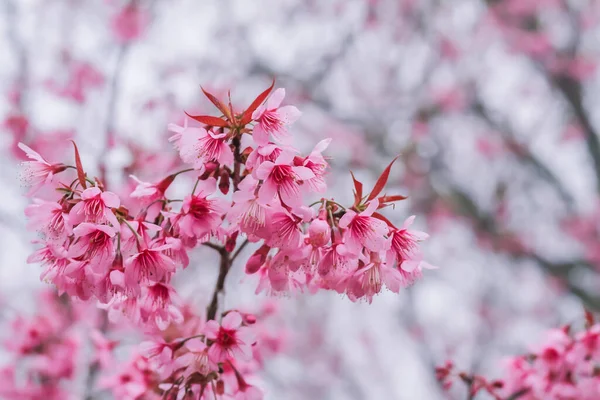 Wählen Sie Weichen Fokus Schöne Kirschblüten Prunus Cerasoides Thailand Leuchtend — Stockfoto