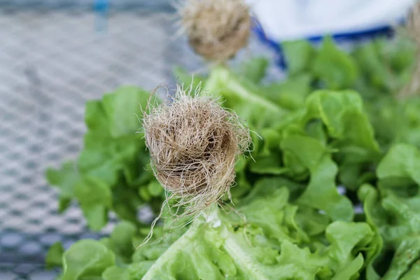 Organic vegetables grown with hydroponic systems to control the quality of organic vegetables to grow well and grown with hydroponic systems,resulting in organic vegetables that are valuable to health