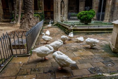 Barselona, İspanya - 02 Kasım 2018: Barselona Katedrali manastırı, şehitlik zamanındaki Aziz Eulalia 'nın yaşını temsil eden 13 kaz ile birlikte bitki ve çeşmelerle dolu. Barselona 'da. İspanya.