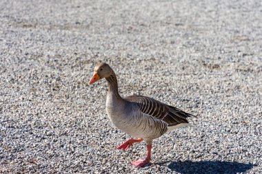 Ördek çakıl taşlarında yürüyor.