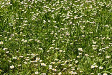 Yeşil çayırlarda yetişen papatya çiçekleri.