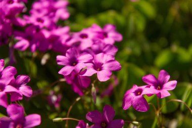 Clematis, 200 'den fazla türe sahip bir bitki grubudur. Çoğunlukla bahçedeki süs bitkileri olarak kullanılan bitkilere tırmanırlar..