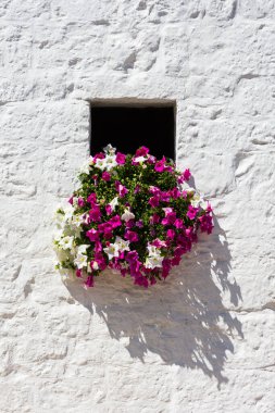 Alberobello, Puglia 'da beyaz arka planda çiçekler