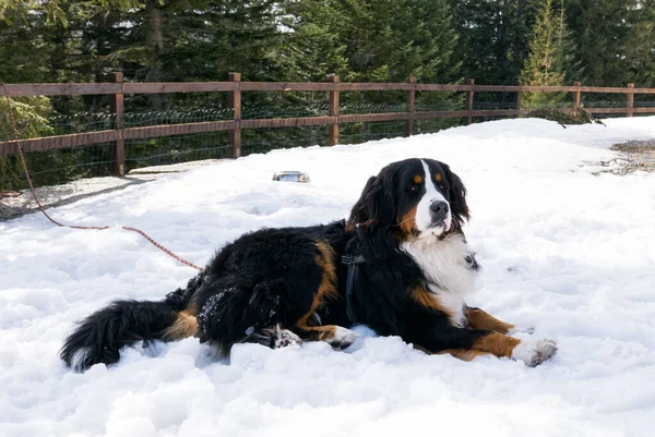 サンバーナード犬は雪の上に横たわる — ストック写真