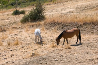 Atlar Sicilya, İtalya 'da saman yiyorlar.