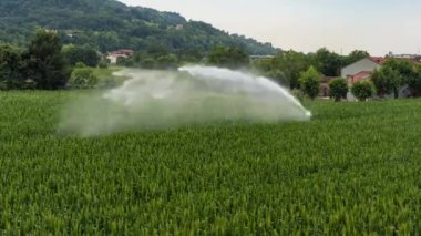 Çiftlik yakınlarındaki sulama mısır tarlası