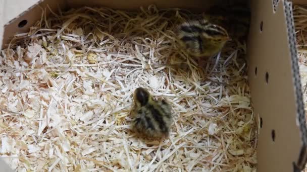 中に藁の入った段ボール箱の中に3羽の小さなウズラの雛 — ストック動画