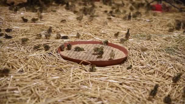 Polluelos Codorniz Recién Nacidos Mientras Comen Una Granja — Vídeo de stock