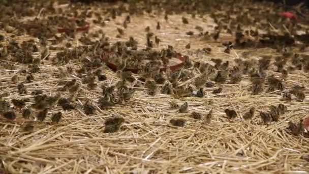 poussins de caille nouveau-nés dans une ferme